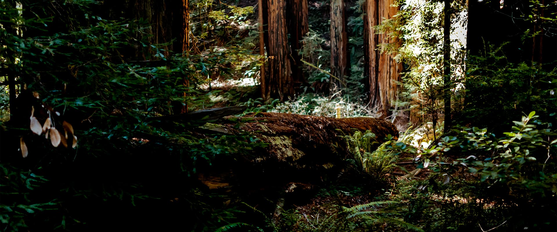 Muir Woods National Monument, California (2013)